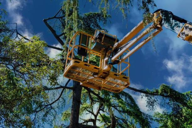 Best Emergency Tree Removal  in Coburg, OR